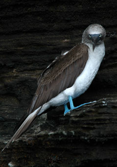 Blue Booby