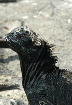 iguana