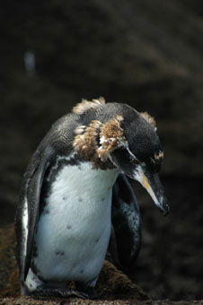 penquin